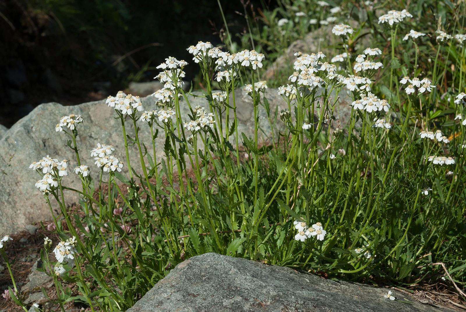 Photo Maurizio Broglio - Achillea erba-rotta